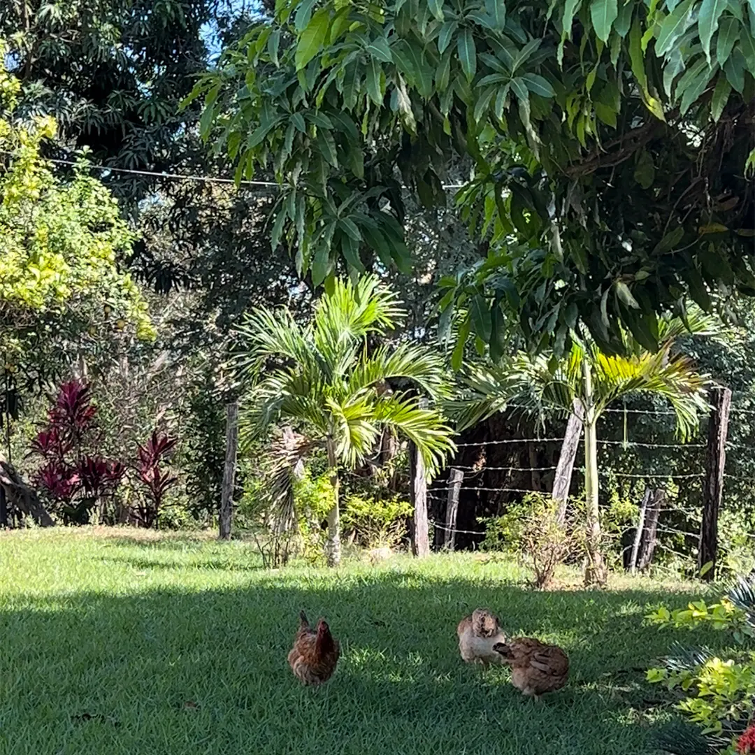 Abuelita's chickens roaming in the backyard